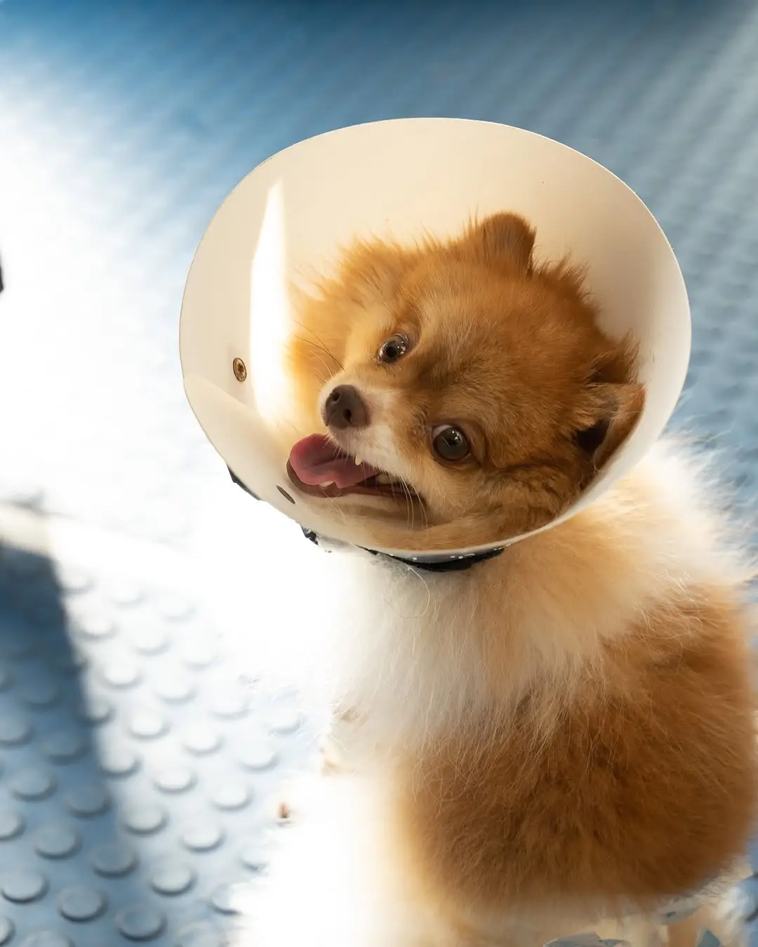 consulta-cachorro