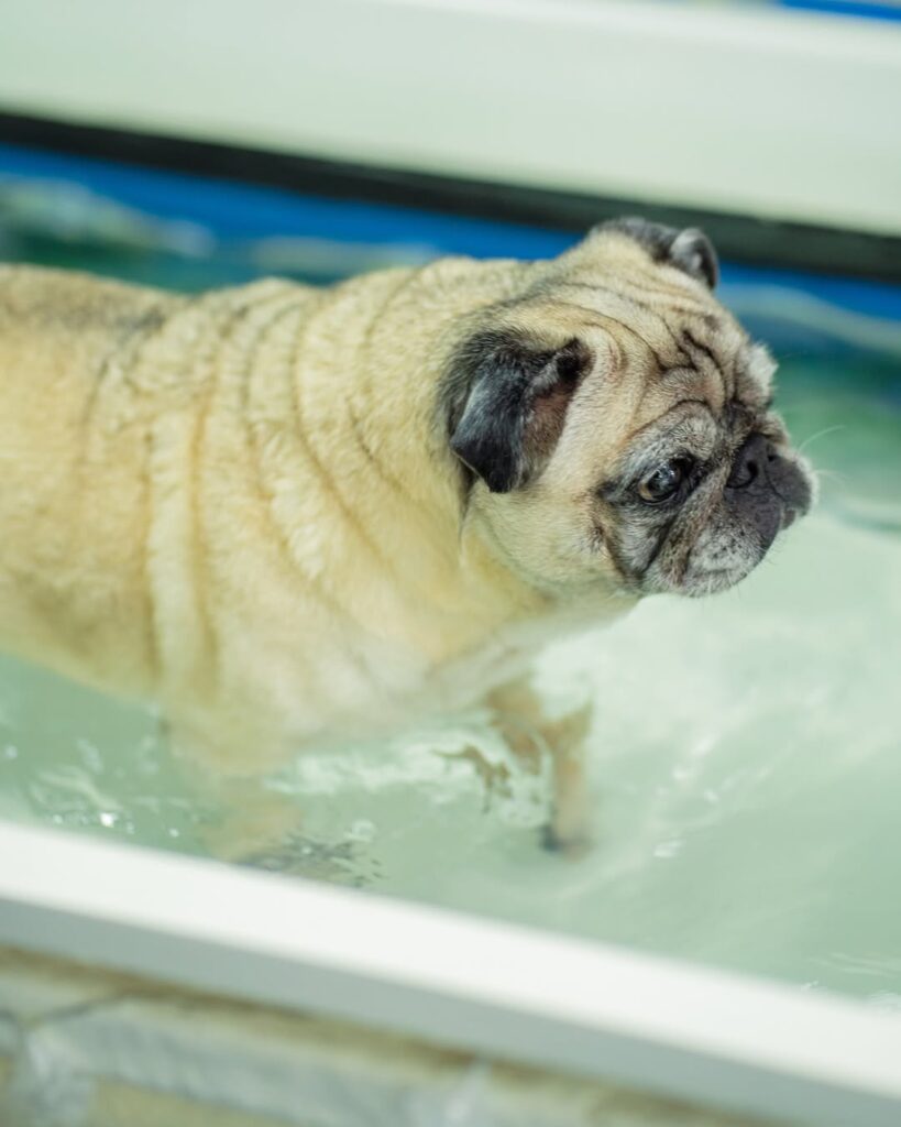 Hidroesteira para Pets